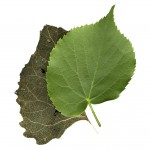 two leaves - concept of time passing or old and new life